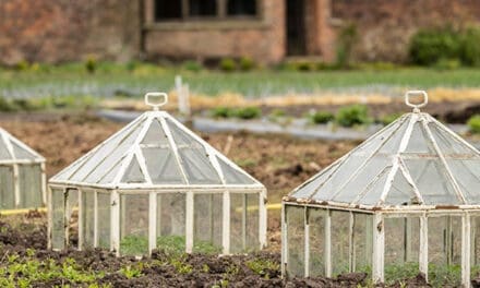 10 Household Items You Can Use as Mini-Greenhouses