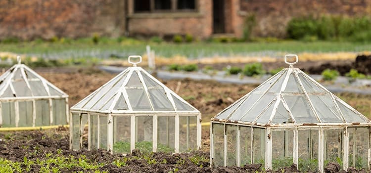 10 Household Items You Can Use as Mini-Greenhouses