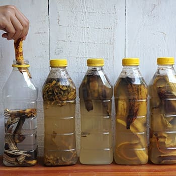 Gardening Myths That Are Actually True