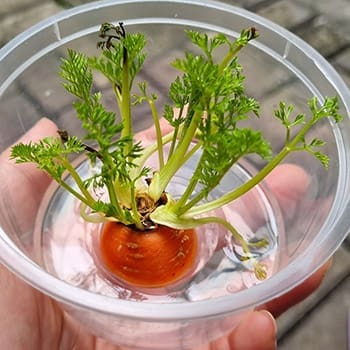 Gardening Myths That Are Actually True