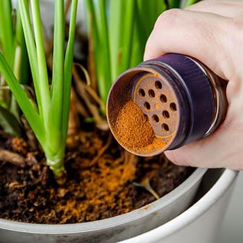 Gardening Myths That Are Actually True