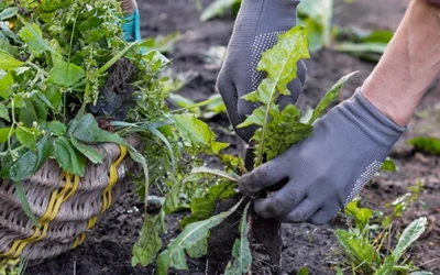 Stop Throwing Away Your Weeds, Do This Instead!