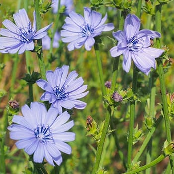 Wild Edibles Native Americans Survived On During Fall