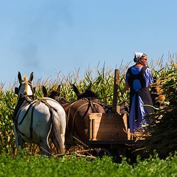 I Visited An Amish Farm. This Is How It Went