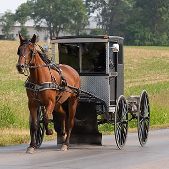 I Visited An Amish Farm. This Is How It Went