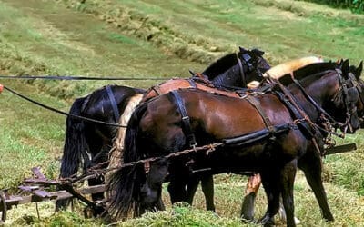 I Visited An Amish Farm. This Is How It Went