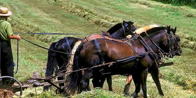 I Visited An Amish Farm. This Is How It Went