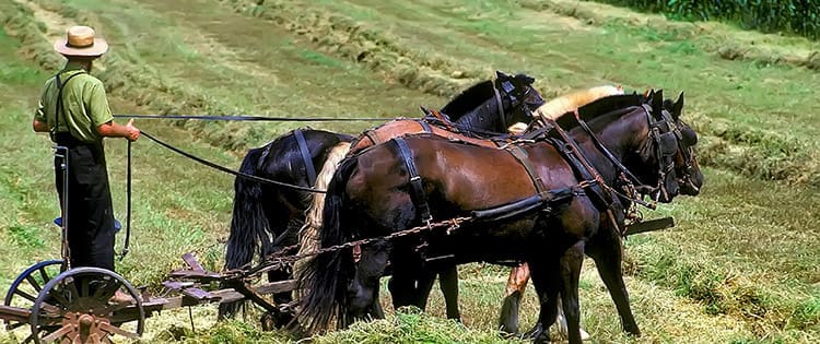 I Visited An Amish Farm. This Is How It Went