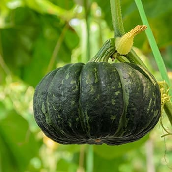 Plant These Veggies In Fall For An Early Spring Harvest