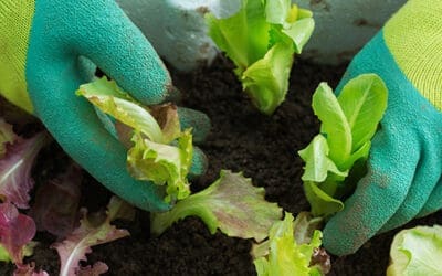 Plant These Veggies In Fall For An Early Spring Harvest