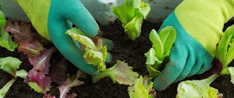 Plant These Veggies In Fall For An Early Spring Harvest