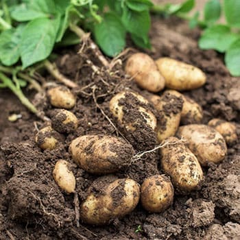 Survival Crops You Should Add To Your Garden Before It’s Too Late