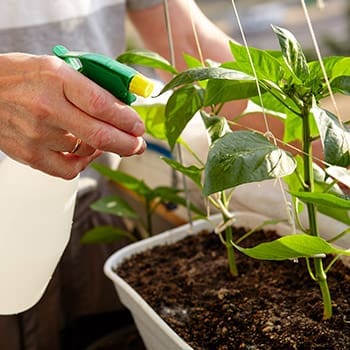 Why You Should Use Hot Pepper On Your Plants and Vegetables