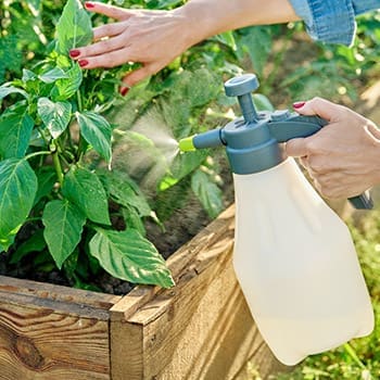 Why You Should Use Hot Pepper On Your Plants and Vegetables