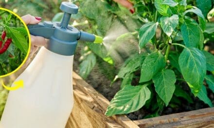 Why You Should Use Hot Pepper On Your Plants And Vegetables