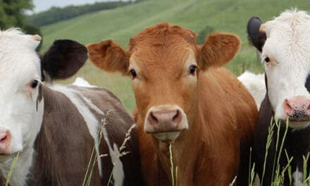 Common Cowkeeper Mistakes Even The Most Advanced Can Make