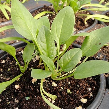 Veggies You Should Actually Grow in Winter