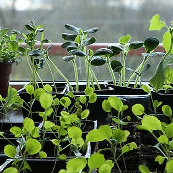 Veggies You Should Actually Grow in Winter
