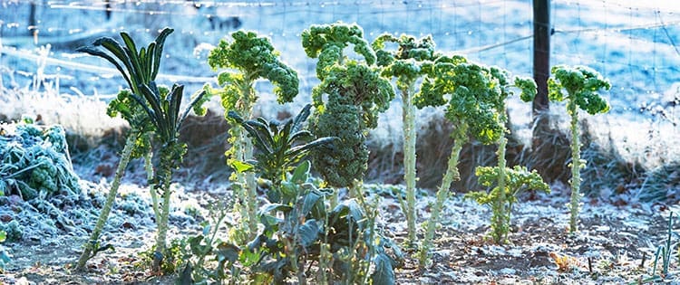Veggies You Should Actually Grow in Winter