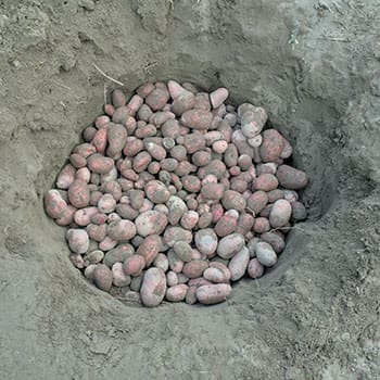 6 Foods You Should Bury in Your Backyard - potatoes