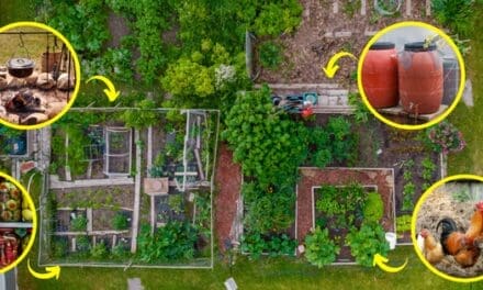 Homesteading Skills You Need Before The Next Crisis