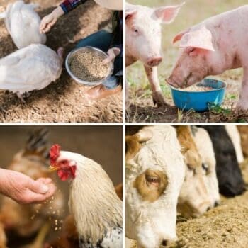 Never Feed This To Your Livestock