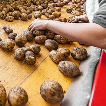 How Long Do Potatoes Last? - inspect potatoes