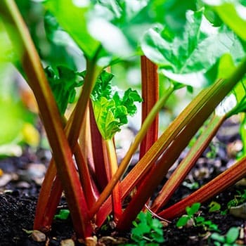 Never Feed This To Your Livestock