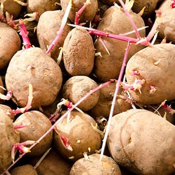 Why You Should Cure Potatoes Before You Store Them for Winter