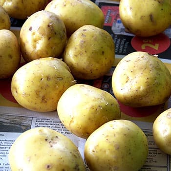 Why You Should Cure Potatoes Before You Store Them for Winter