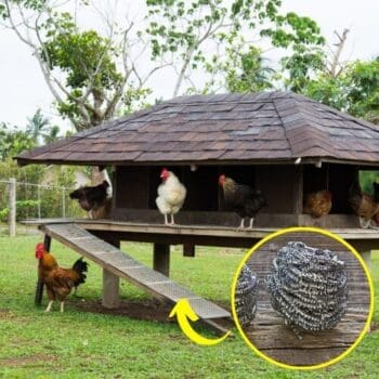 Ingenious Uses for Steel Wool - chicken coop wool steel uses