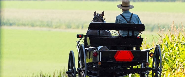 Homesteading Lessons I Learned from the Amish