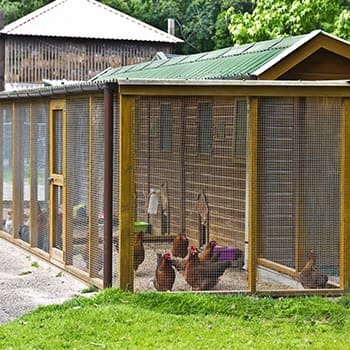 chicken coop mistakes chicken run