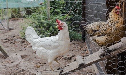 Chicken Coop Mistakes You Should Avoid at All Costs
