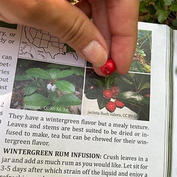 skills to outlive a crisis with foraging