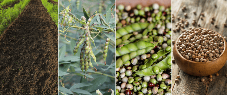 Pigeon Peas