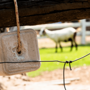 livestock mineral with a goat in the background