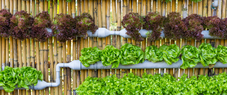 How to Grow an Endless Supply of Food in Thin Air