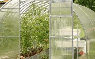 Greenhouse Mistakes I Learned from Building My Own