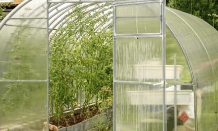 Greenhouse Mistakes I Learned from Building My Own