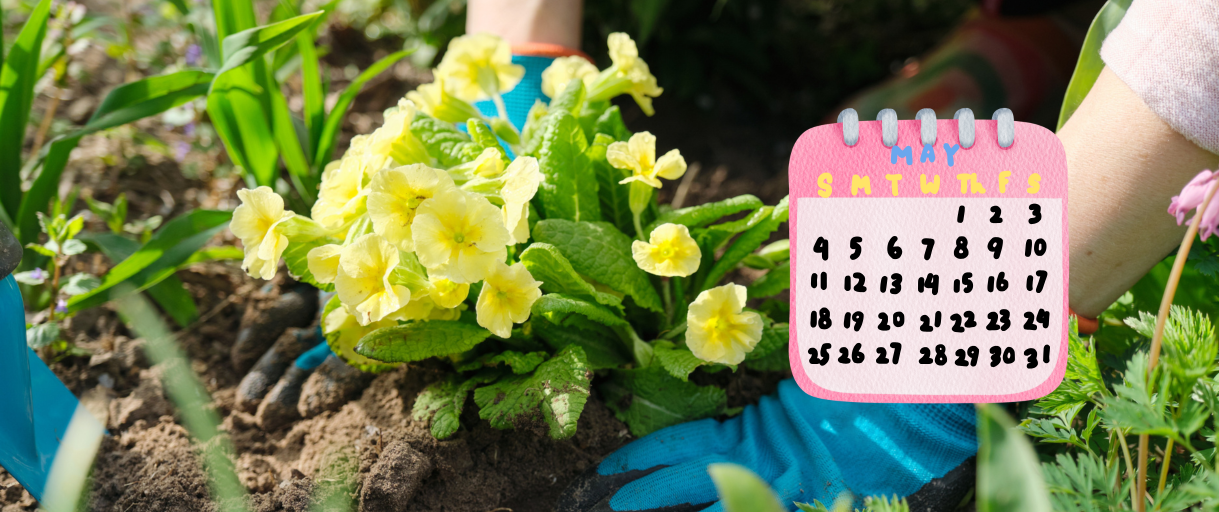 Grandma’s May Planting Guide: The Flowers & Veggies She Swore By