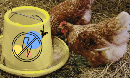 Automatic Chicken Feeder That Needs No Electricity: How Do You Make It?