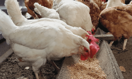 Homemade Chicken Feed Recipes