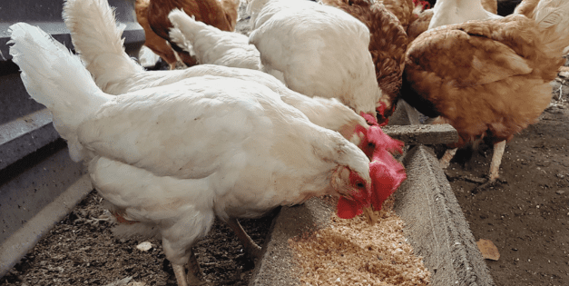 Homemade Chicken Feed Recipes