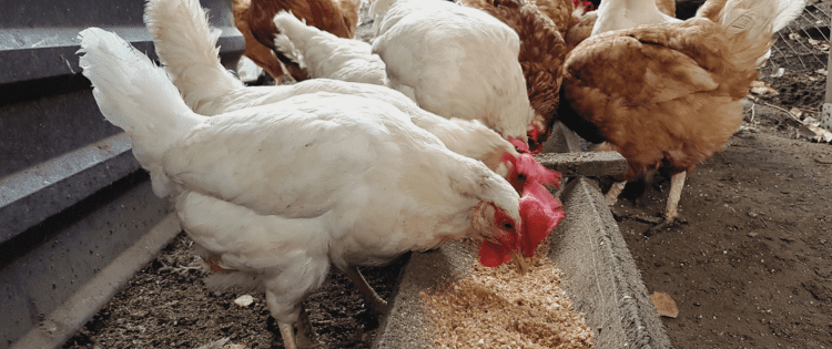 Homemade Chicken Feed Recipes