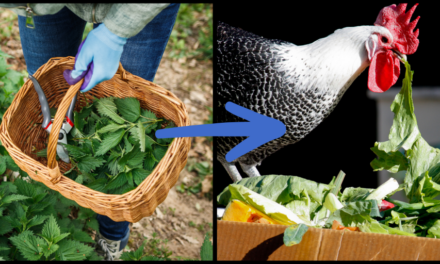 I Fed Stinging Nettles to My Chickens, and This Happened