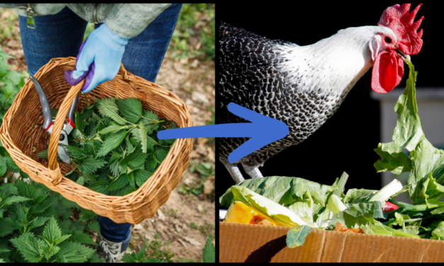 I Fed Stinging Nettles to My Chickens, and This Happened