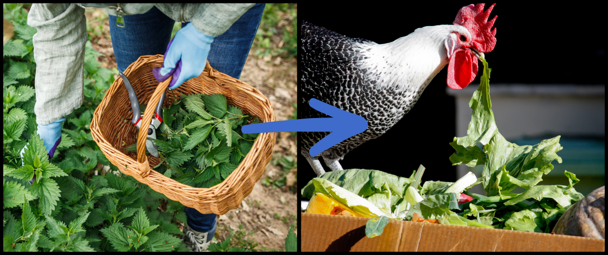 I Fed Stinging Nettles to My Chickens, and This Happened