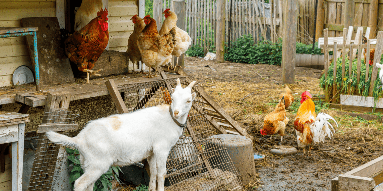 The Best Guardian Animals for Your Homestead (Besides Dogs)