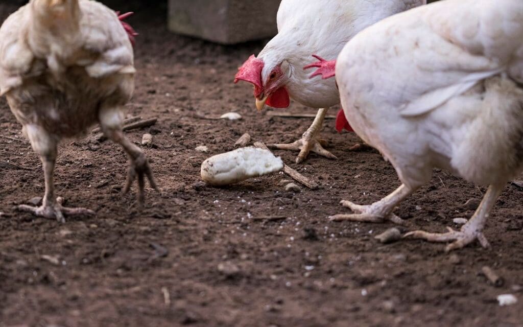 Can Chickens Eat Bread?